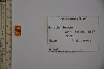 Vorschaubild Bernstein m. Blättchen